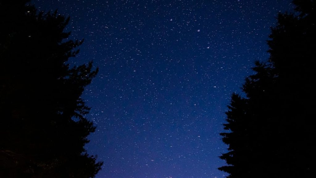green trees under blue sky during night time